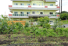 隣接の菜園